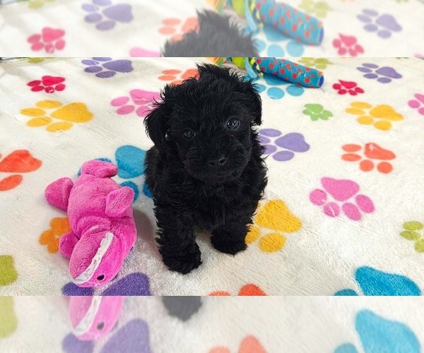 Medium Photo #10 Yorkipoo Puppy For Sale in ORO VALLEY, AZ, USA