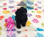 Small #9 Yorkipoo