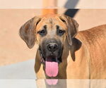 Small #7 Mastiff