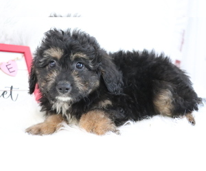 Aussie-Poo Puppy for sale in SHILOH, OH, USA