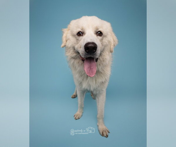 Medium Photo #50 Chow Chow-Great Pyrenees Mix Puppy For Sale in Houston, TX, USA