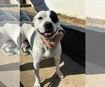 Small #18 American Bulldog-Labrador Retriever Mix