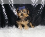 Small #5 Yorkshire Terrier
