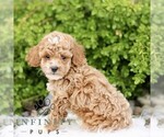 Small #3 Goldendoodle (Miniature)