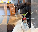 Small #6 Chihuahua Mix