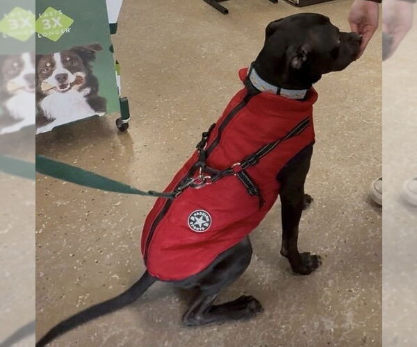 Medium Photo #4 Staffordshire Bull Terrier-Unknown Mix Puppy For Sale in Clarkston, MI, USA