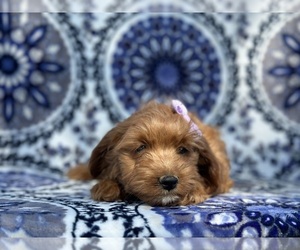 Goldendoodle (Miniature) Puppy for sale in LANCASTER, PA, USA