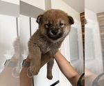Small #1 Shiba Inu