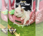 Small Photo #14 French Bulldog Puppy For Sale in ATHENS, GA, USA