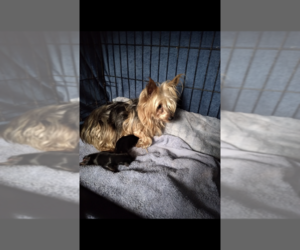 Mother of the Yorkshire Terrier puppies born on 04/10/2022