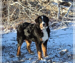 Father of the Bernese Mountain Dog puppies born on 03/04/2023