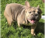 Small French Bulldog