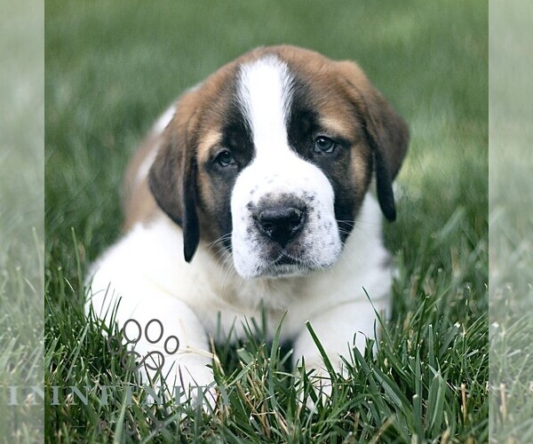 Medium Photo #1 Saint Bernard Puppy For Sale in STRASBURG, PA, USA