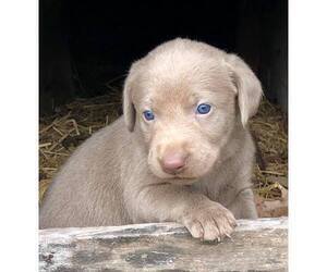 Labrador Retriever Puppy for sale in MARTINSVILLE, IN, USA
