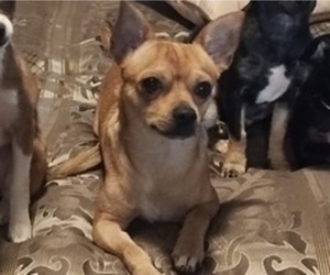 Father of the Chiranian puppies born on 04/06/2025