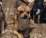Small Photo #1 Chiranian Puppy For Sale in CAMDEN, SC, USA