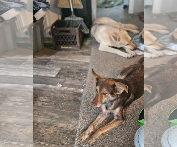 Medium Photo #6 Australian Kelpie-Unknown Mix Puppy For Sale in Wakefield, RI, USA