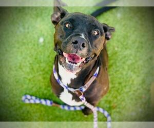 American Pit Bull Terrier Dogs for adoption in Orlando, FL, USA