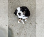 Puppy Puppy 5 Australian Shepherd