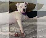 Small #5 American Pit Bull Terrier Mix
