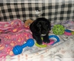 Puppy Red Collar Corkie