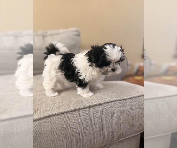 Medium Photo #1 Mal-Shi Puppy For Sale in FORT COLLINS, CO, USA