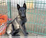 Small #4 Mutt