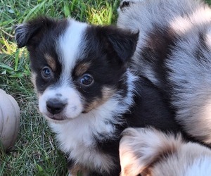 Miniature Australian Shepherd Puppy for sale in FAIRVIEW, SD, USA