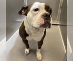 Small Bulldog Mix