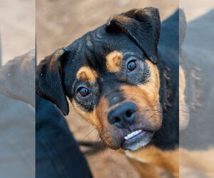 Rottweiler-Unknown Mix Dogs for adoption in Hillsboro, NH, USA