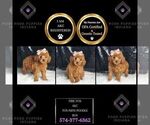 Puppy Firefox AKC Poodle (Toy)