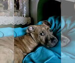 Small #4 Boxer-Staffordshire Bull Terrier Mix