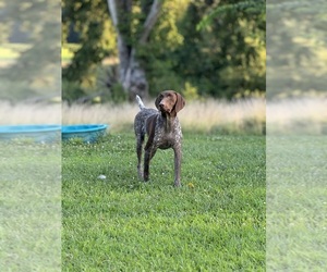 Mother of the German Shorthaired Pointer puppies born on 07/08/2026