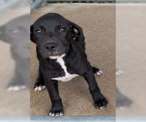 Labrador Retriever-Unknown Mix Dogs for adoption in Sheboygan, WI, USA