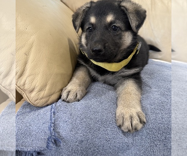 Medium Photo #52 German Shepherd Dog Puppy For Sale in BRIGHTON, CO, USA