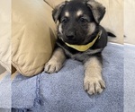 Small #51 German Shepherd Dog