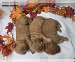 Small #1 Golden Retriever
