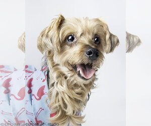Maltese-Unknown Mix Dogs for adoption in Tampa, FL, USA