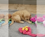 Small Photo #1 Golden Retriever Puppy For Sale in MESA, AZ, USA