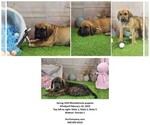 Small #2 Bloodhound-Catahoula Leopard Dog Mix