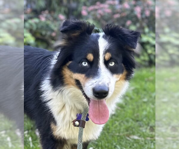 Medium Photo #3 Australian Shepherd Puppy For Sale in Newport Beach, CA, USA