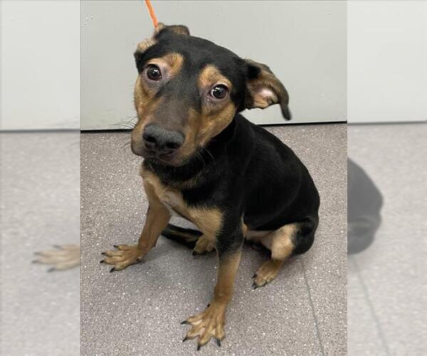 Medium Photo #1 Australian Kelpie-Doberman Pinscher Mix Puppy For Sale in Tracy, CA, USA