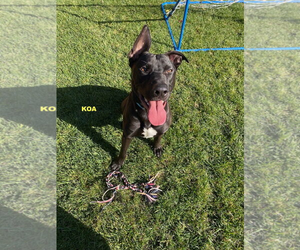 Medium Photo #4 Labrador Retriever-Unknown Mix Puppy For Sale in Woodland Hills, CA, USA