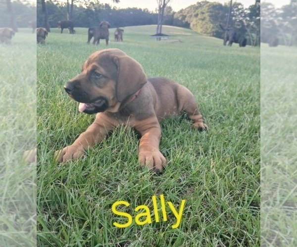 Medium Photo #4 Doberman Pinscher Puppy For Sale in BRANTLEY, AL, USA