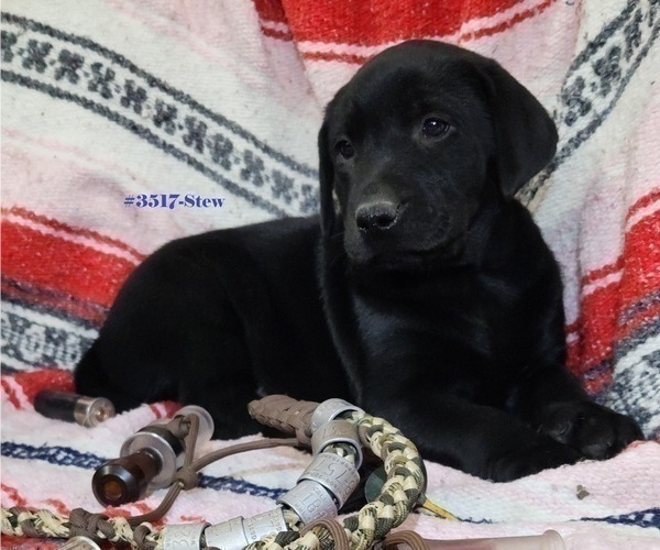 Medium Photo #2 Labrador Retriever Puppy For Sale in MERIDEN, KS, USA