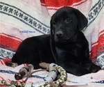 Small Photo #2 Labrador Retriever Puppy For Sale in MERIDEN, KS, USA