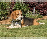 Small #1 Beagle