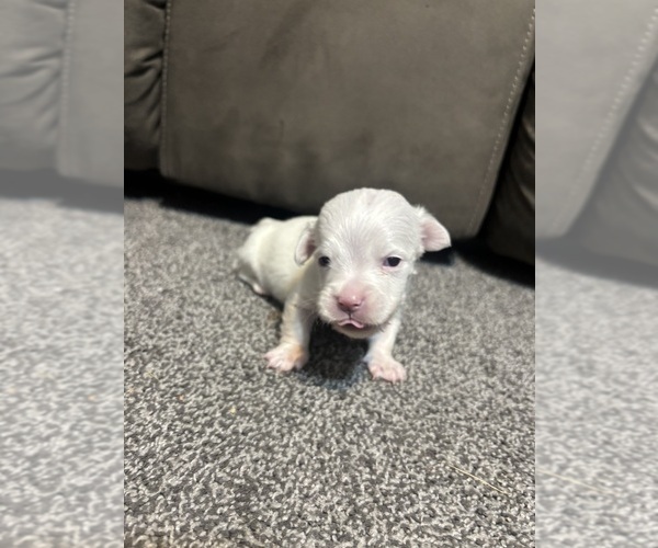 Medium Photo #2 Chiweenie Puppy For Sale in BURLINGTON TOWNSHIP, PA, USA