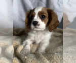 Small Photo #2 Cavalier King Charles Spaniel Puppy For Sale in NILES, MI, USA