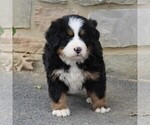 Small Photo #10 Bernese Mountain Dog Puppy For Sale in EPHRATA, PA, USA